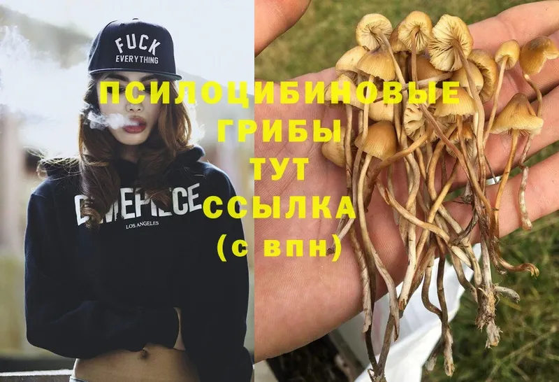 Галлюциногенные грибы Cubensis  OMG ссылка  Багратионовск 